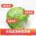 大面积生菜球，露天生菜球，欢迎各大客商采购