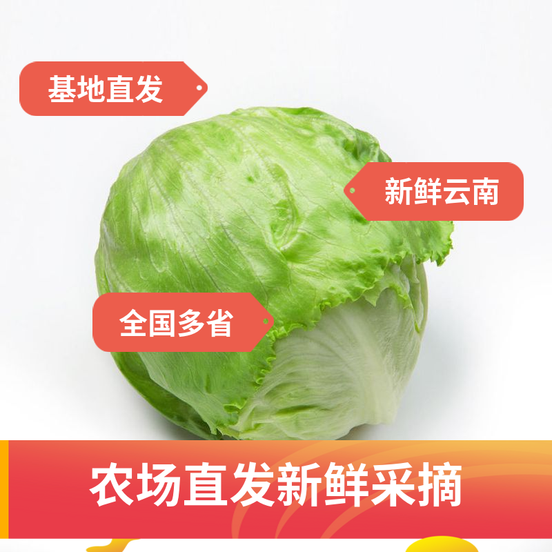 大面积生菜球，露天生菜球，欢迎各大客商采购
