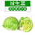 大面积生菜球，露天生菜球，欢迎各大客商采购