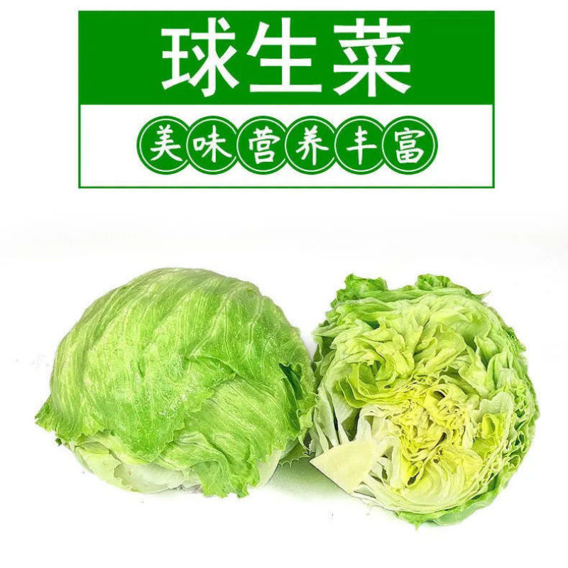 大面积生菜球，露天生菜球，欢迎各大客商采购