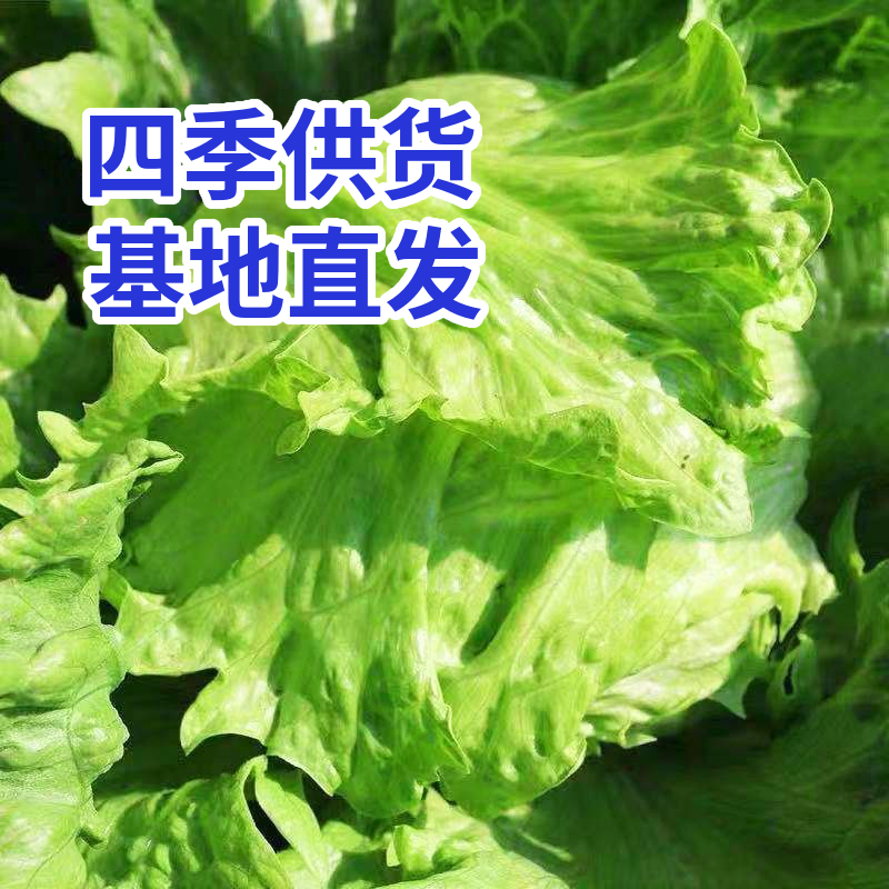 大面积生菜球，露天生菜球，欢迎各大客商采购