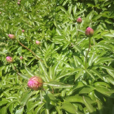 芍药鲜切花