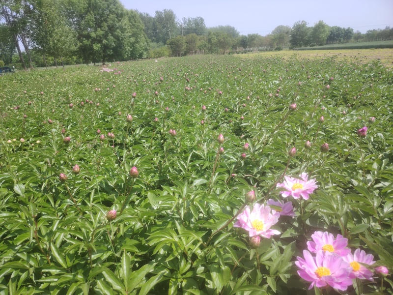 芍药鲜切花