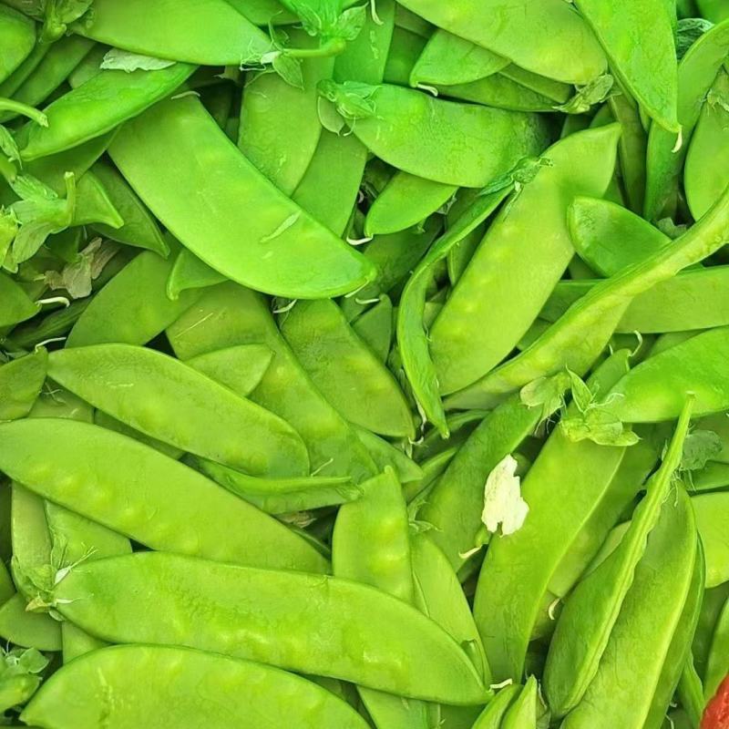 城固县荷兰豆大量上市，一条龙服务，对接商超，全国。产地发