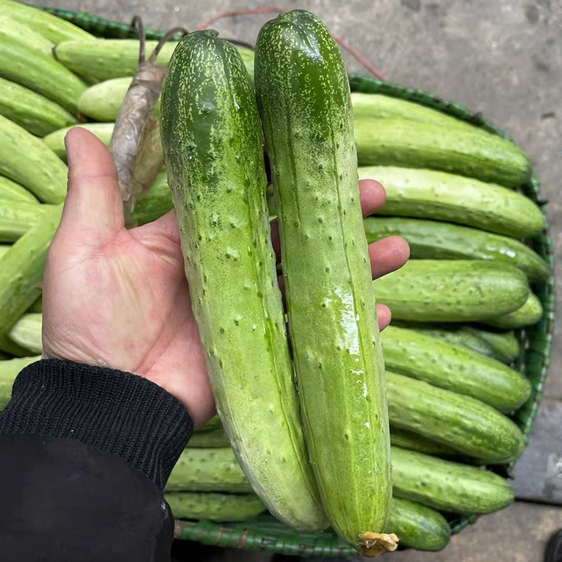 旱黄瓜，湖北产地大量有货，保质保量，可视频看货