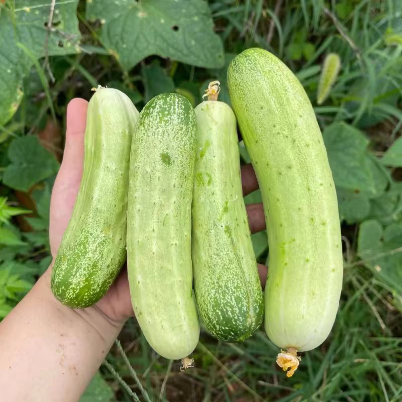 旱黄瓜，湖北产地大量有货，保质保量，可视频看货