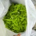 城固县荷兰豆大量上市，一条龙服务，对接商超，全国。产地发