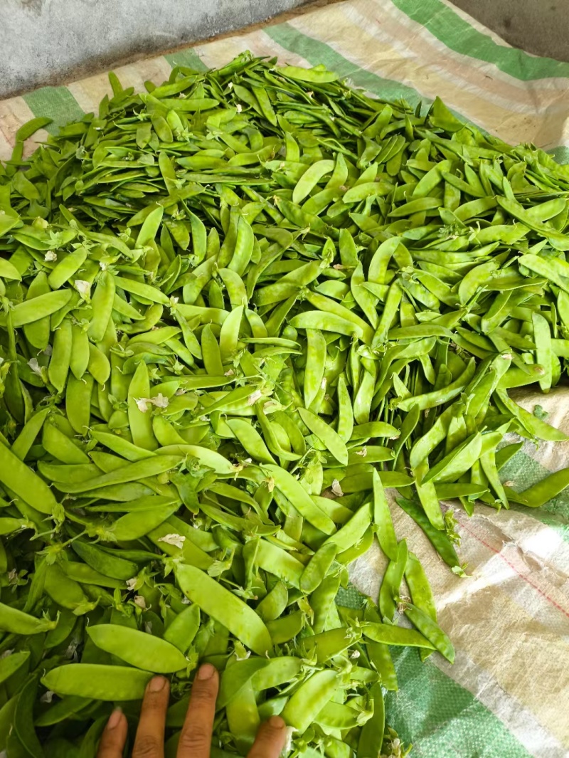 城固县荷兰豆大量上市，一条龙服务，对接商超，全国。产地发