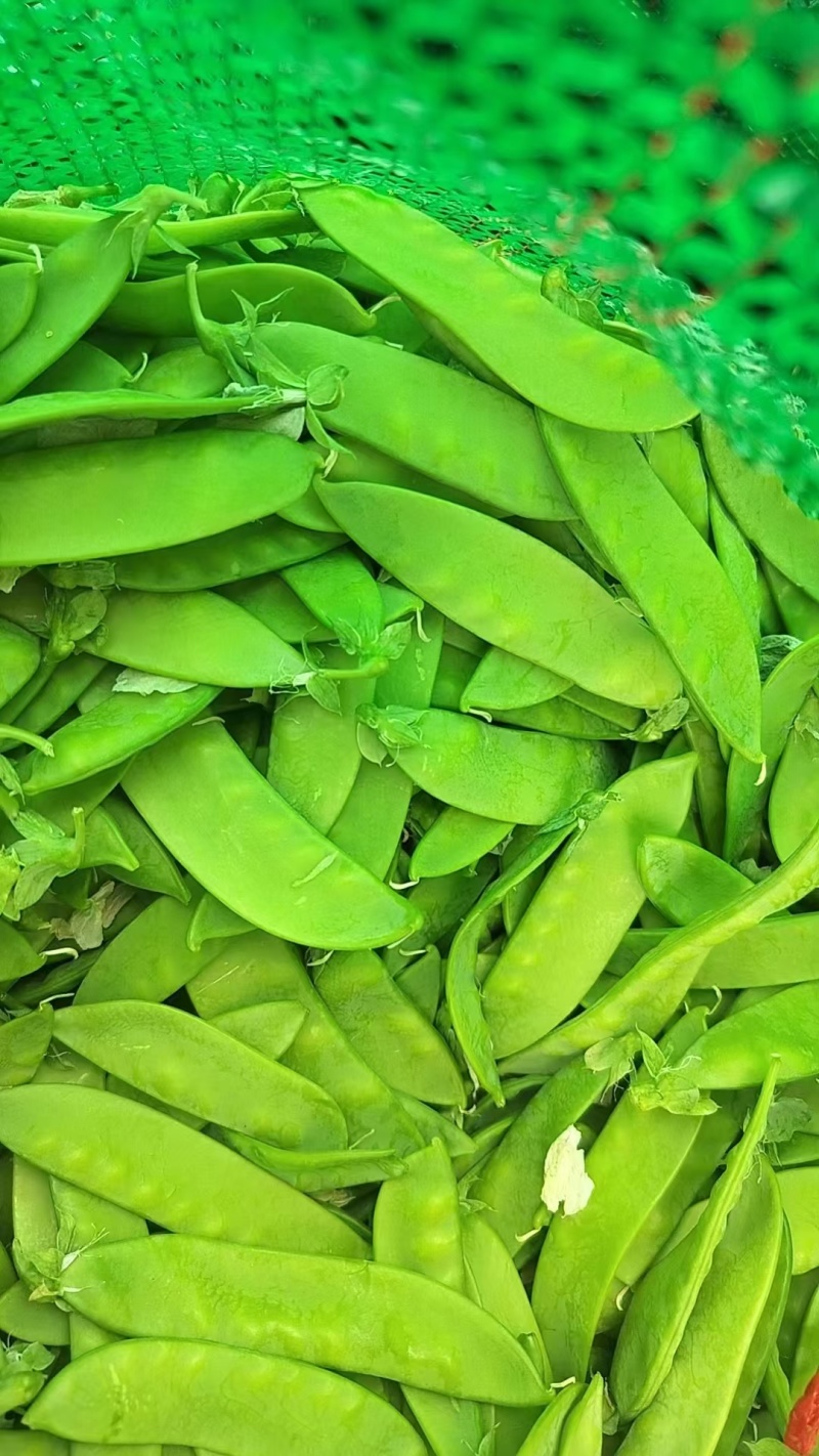城固县荷兰豆大量上市，一条龙服务，对接商超，全国。产地发