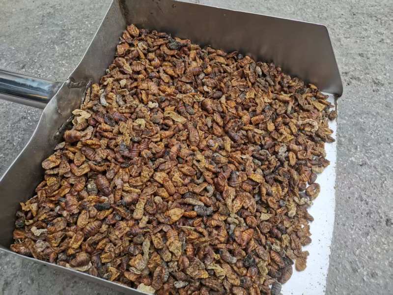 干蚕蛹饲料原材料