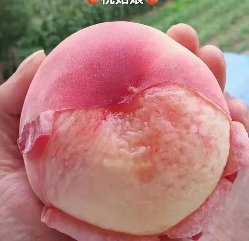 天水秦安刘坪镇北京7号桃大量有货基地直供品质优现摘现发