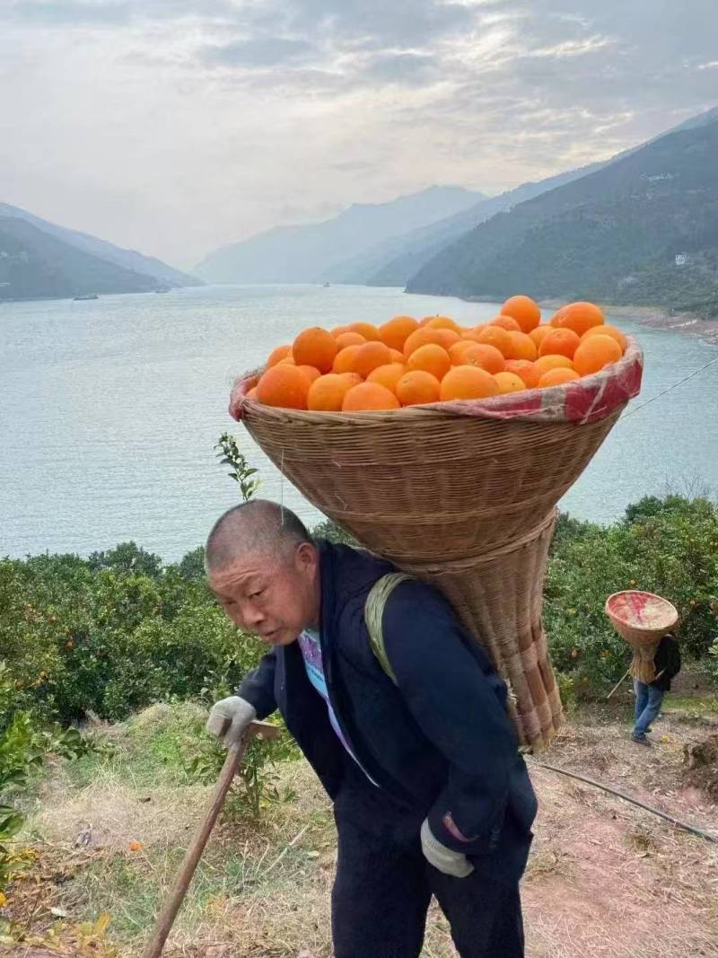 湖北优质夏橙大量供应，产地直发现摘现发