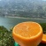 湖北优质夏橙大量供应，产地直发现摘现发