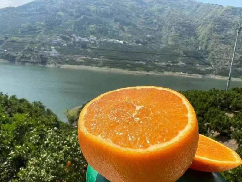 湖北优质夏橙大量供应，产地直发现摘现发