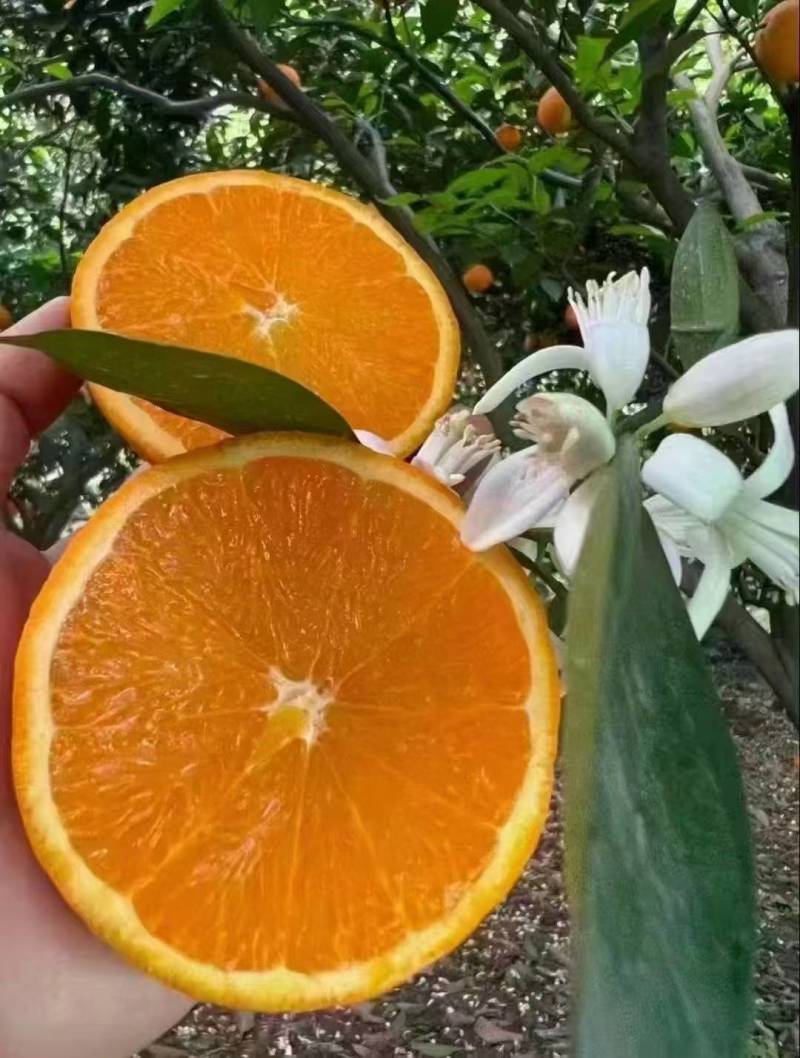 湖北优质夏橙大量供应，产地直发现摘现发