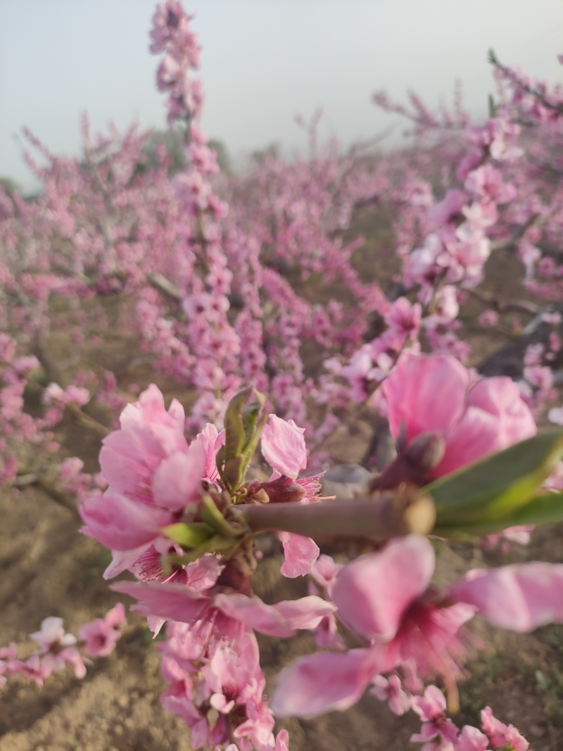 天水秦安刘坪镇北京7号桃大量有货基地直供品质优现摘现发
