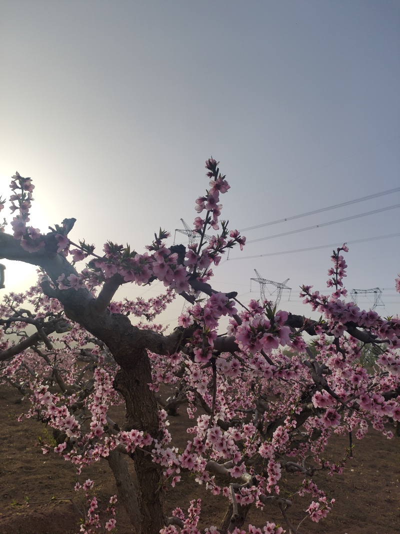 天水秦安刘坪镇北京7号桃大量有货基地直供品质优现摘现发