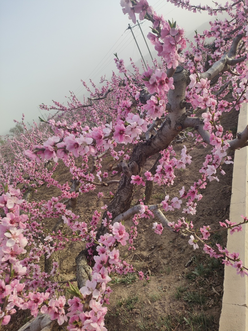 天水秦安刘坪镇北京7号桃大量有货基地直供品质优现摘现发