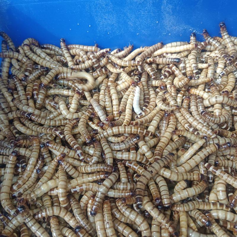 大麦活体钓鱼面包黄粉虫金龙鱼乌龟仓鼠鸟食宠物饲料