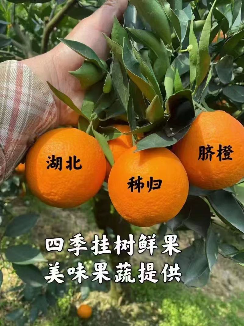 秭归县伦晚脐橙大量上市呢，，