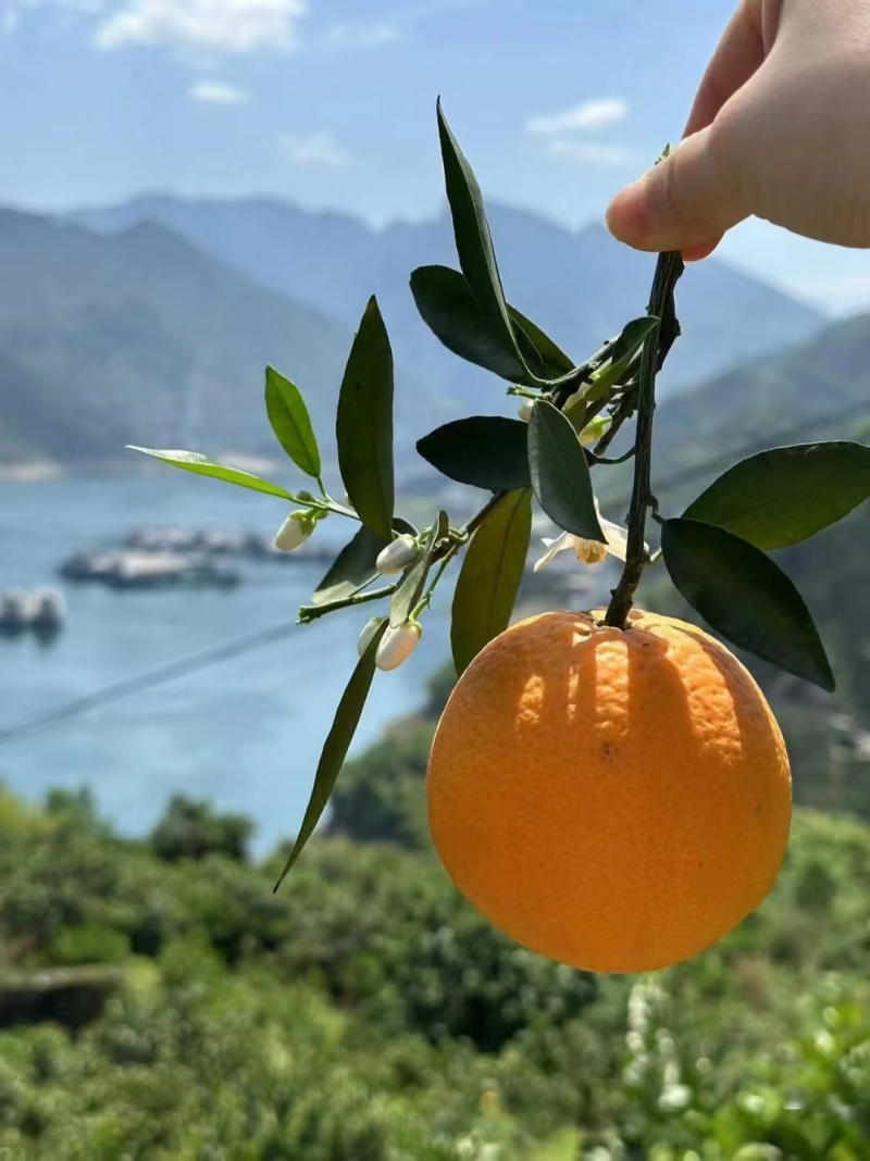 秭归县伦晚脐橙大量上市呢，，