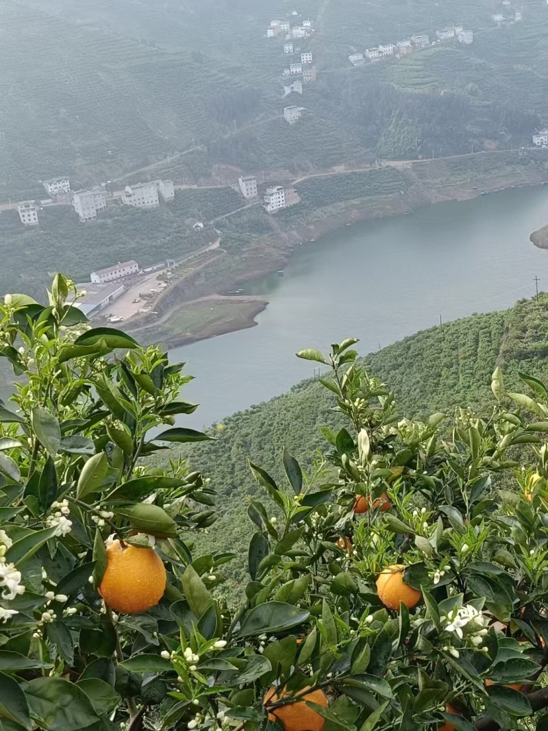 秭归县伦晚脐橙大量上市呢，，