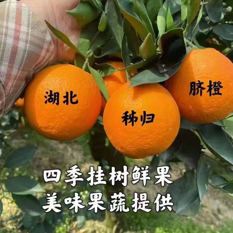 秭归县伦晚脐橙大量上市呢，，