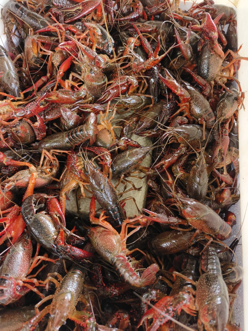 4月27日湖北洪湖清水小龙虾产地一手货源量大价可谈