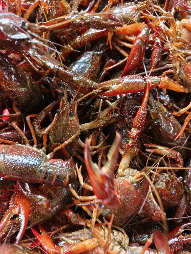 4月27日湖北洪湖清水小龙虾产地一手货源量大价可谈