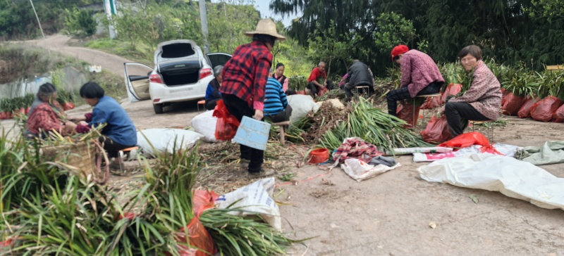 石菖蒲种植基地，批发零售，决对一手货源，