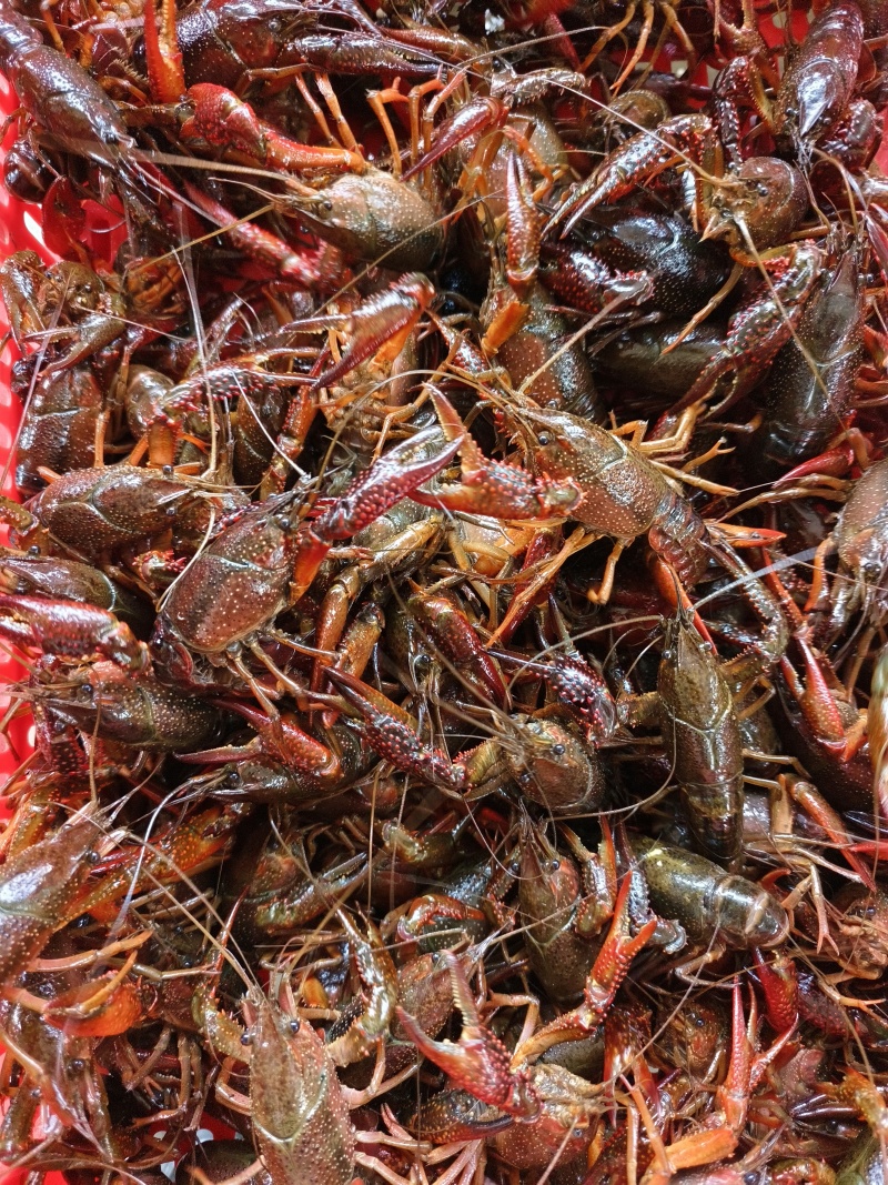 4月27日湖北洪湖清水小龙虾产地一手货源量大价可谈