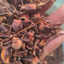 大红八角碎片打粉神器