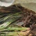 石菖蒲种植基地，批发零售，决对一手货源，