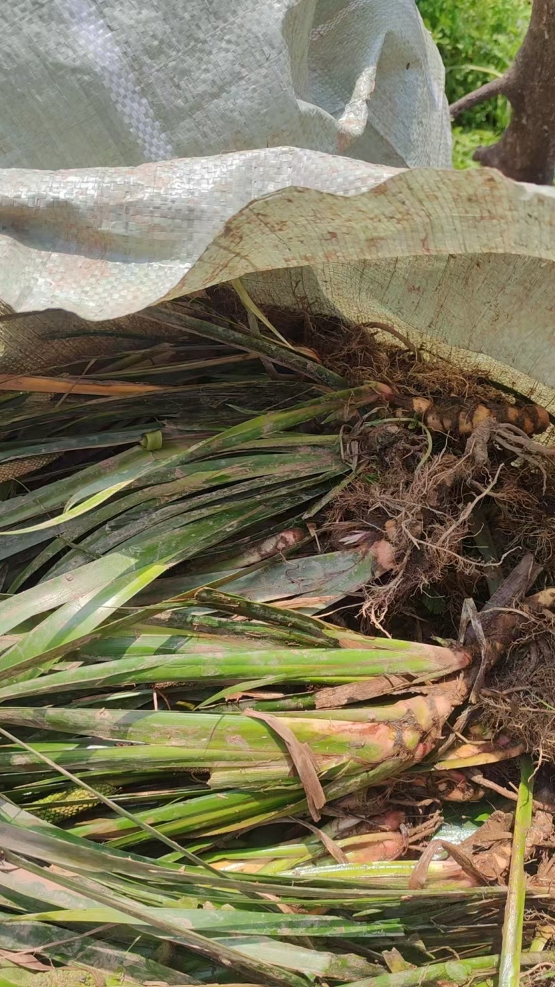 石菖蒲种植基地，批发零售，决对一手货源，