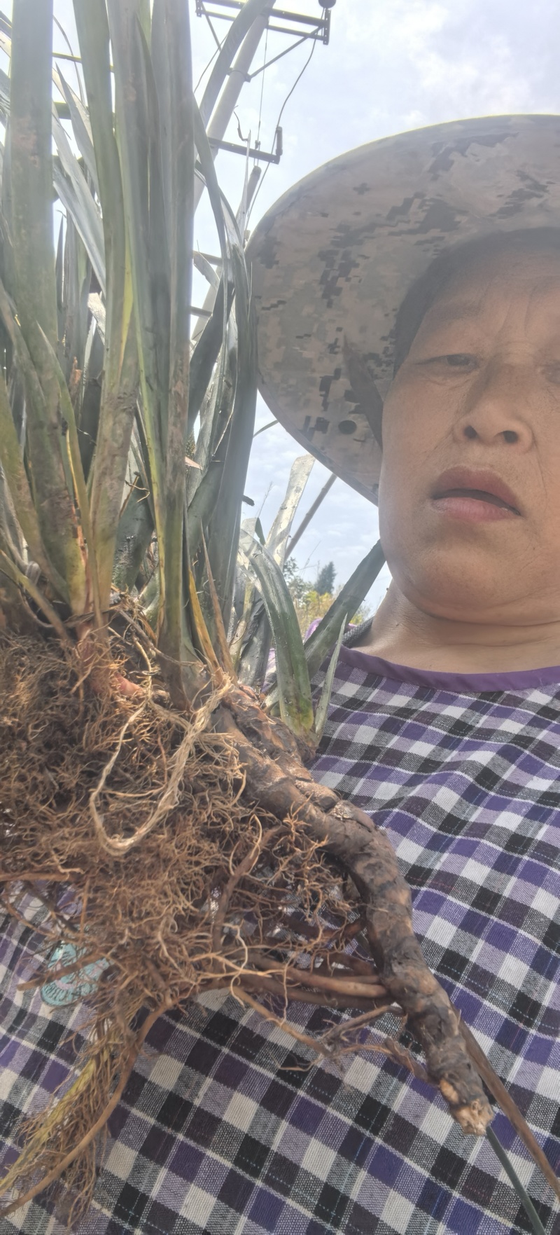 石菖蒲种植基地，批发零售，决对一手货源，