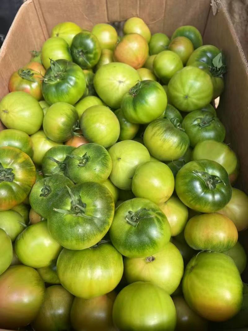 【万人下单】甄选辽宁碱地铁皮西红柿番茄品质保障