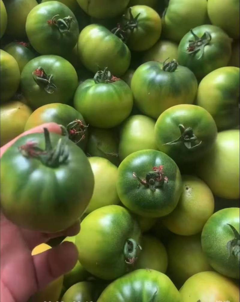 【万人下单】甄选辽宁碱地铁皮西红柿番茄品质保障