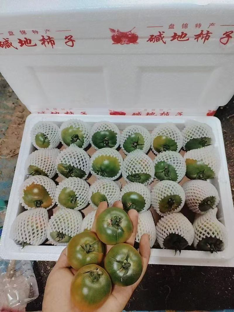 【万人下单】甄选辽宁碱地铁皮西红柿番茄品质保障