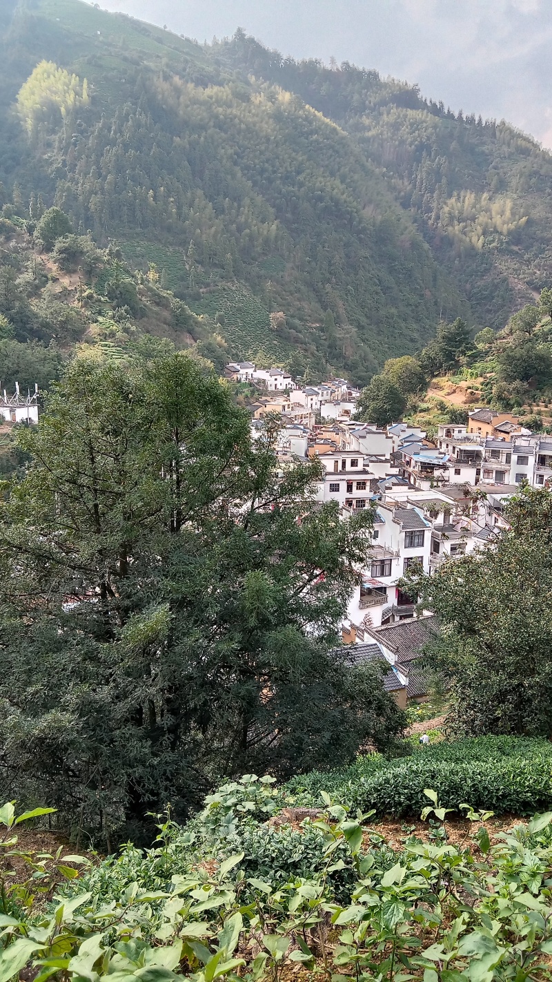 山里仁笋干