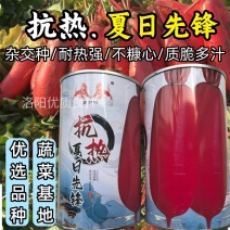 杂交大红袍萝卜种子抗热夏日先锋红皮白肉夏秋水果红萝卜种子