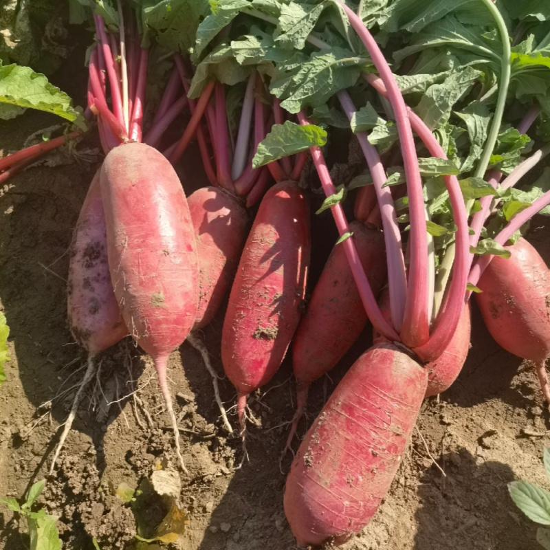 杂交大红袍萝卜种子抗热夏日先锋红皮白肉夏秋水果红萝卜种子