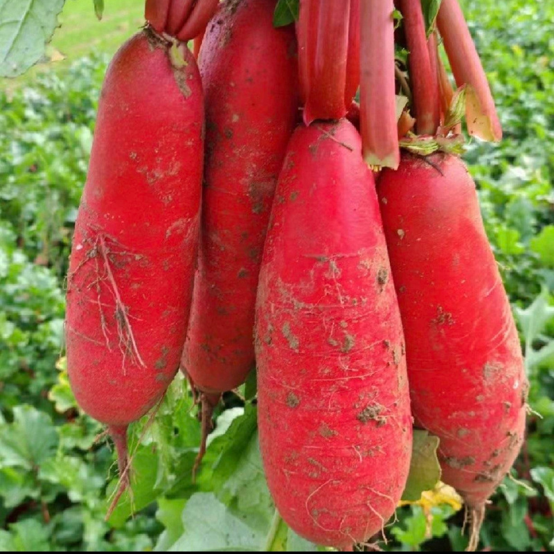 杂交大红袍萝卜种子抗热夏日先锋红皮白肉夏秋水果红萝卜种子