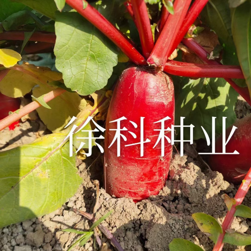 杂交大红袍萝卜种子抗热夏日先锋红皮白肉夏秋水果红萝卜种子