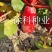 杂交大红袍萝卜种子抗热夏日先锋红皮白肉夏秋水果红萝卜种子