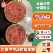 砀山早春红玉西瓜大量上市保熟保甜/质量过硬/全国发货