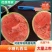 2k小糖丸西瓜/早春红玉西瓜大量上市精品货可视频看货