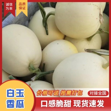 薄皮甜瓜，白玉香瓜量大质优，价格优惠，欢迎采购