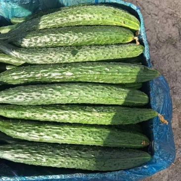 宿州砀山黄瓜翠绿爽口品质保障对接商超电商