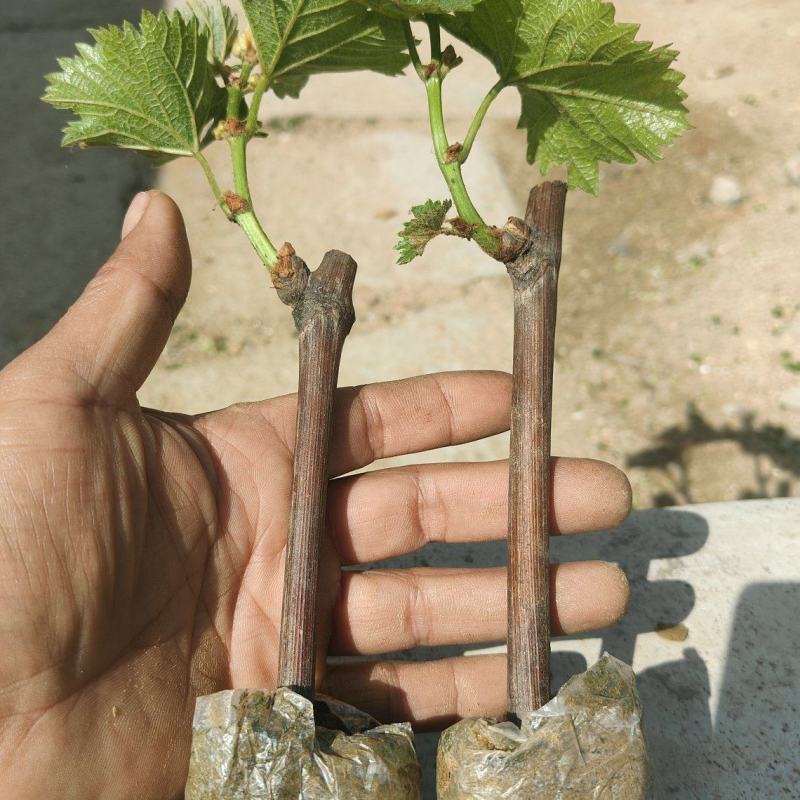 巨峰营养袋葡萄苗秦皇岛市葡萄种苗基地发货