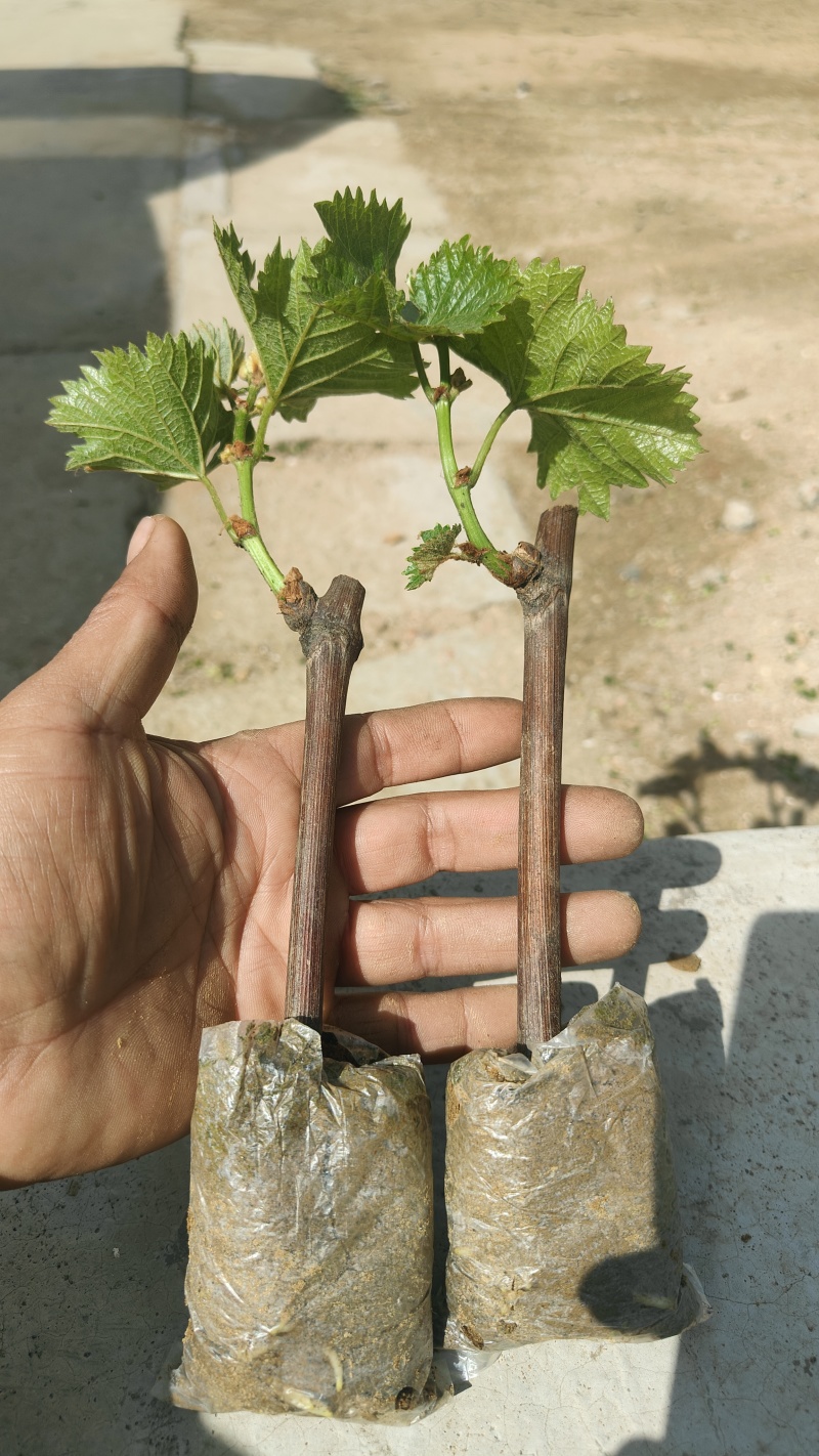 巨峰营养袋葡萄苗秦皇岛市葡萄种苗基地发货